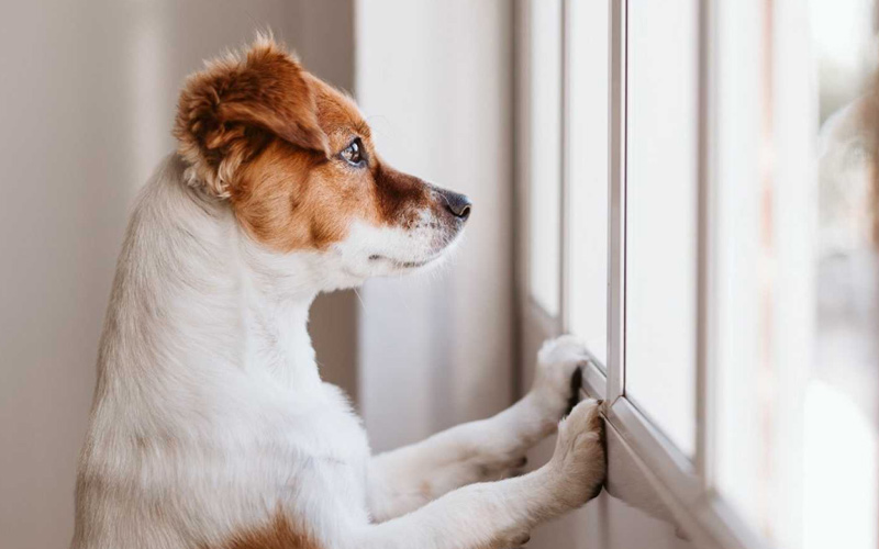 Que hace tu perro cuando se queda solo en casa ?
